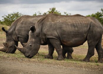 découvrez les espèces en voie de disparition à travers le monde et les actions nécessaires pour les protéger. apprenez comment préserver la biodiversité et agir pour la conservation de la faune et de la flore.