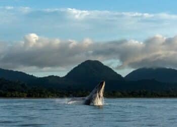 découvrez les emplois émergents et les tendances du marché du travail avec notre analyse approfondie sur les nouveaux métiers en demande.