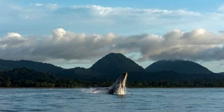 découvrez les emplois émergents et les tendances du marché du travail avec notre analyse approfondie sur les nouveaux métiers en demande.