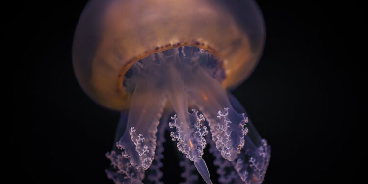 découvrez toute la richesse de la biodiversité et son importance pour l'environnement. apprenez comment protéger la biodiversité et préserver les écosystèmes.