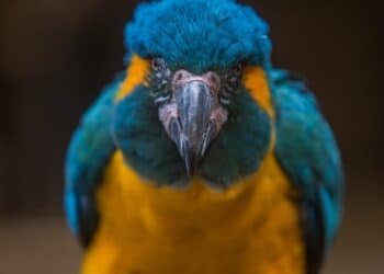 découvrez notre sélection d'animaux exotiques à adopter comme animaux de compagnie. trouvez des conseils et des informations sur l'élevage et les soins à apporter à vos animaux exotiques.