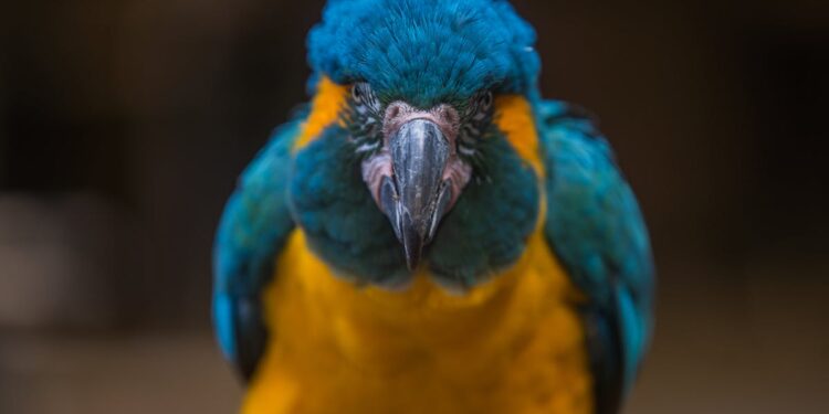 découvrez notre sélection d'animaux exotiques à adopter comme animaux de compagnie. trouvez des conseils et des informations sur l'élevage et les soins à apporter à vos animaux exotiques.