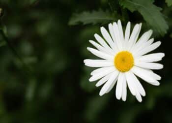 découvrez les stratégies essentielles pour favoriser la croissance musculaire, optimiser vos entraînements et améliorer votre nutrition pour des résultats visibles et durables.