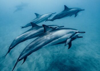 découvrez comment améliorer votre souplesse en natation avec nos conseils et exercices de stretching pour nageurs.
