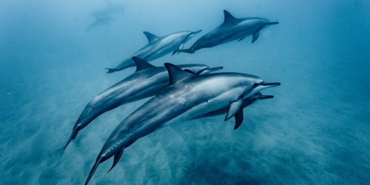 découvrez comment améliorer votre souplesse en natation avec nos conseils et exercices de stretching pour nageurs.