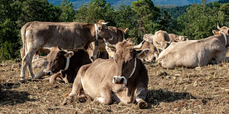découvrez l'univers fascinant des animaux mythologiques, où réalité et légende se rencontrent. plongez dans les récits de créatures légendaires telles que les griffons, les dragons et les sirènes, et explorez leur symbolisme à travers différentes cultures. un voyage enchanteur dans la mythologie qui éveillera votre imagination.