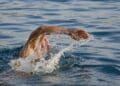 découvrez l'univers de la natation : conseils, techniques, bienfaits pour la santé et astuces pour améliorer vos performances dans l'eau. que vous soyez débutant ou nageur expérimenté, plongez dans nos articles pour explorer cette activité dynamique et enrichissante.