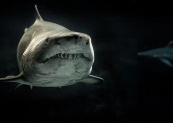 découvrez le monde fascinant des animaux à travers des articles enrichissants, des faits étonnants et des images captivantes. apprenez-en plus sur la diversité des espèces, leur habitat, leur comportement et la préservation de la faune.