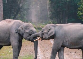 découvrez l'univers fascinant des animaux, de leur diversité impressionnante à leurs comportements uniques. plongez dans le monde animal et apprenez-en plus sur chaque espèce, leur habitat et leur rôle dans l'écosystème.