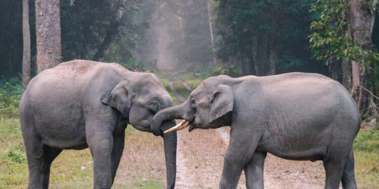 découvrez l'univers fascinant des animaux, de leur diversité impressionnante à leurs comportements uniques. plongez dans le monde animal et apprenez-en plus sur chaque espèce, leur habitat et leur rôle dans l'écosystème.