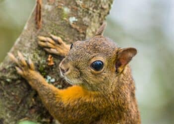 découvrez le monde fascinant de la génétique animale, explorez les avancées scientifiques qui transforment l'élevage et la conservation des espèces, et comprenez comment l'adn influence les traits et comportements des animaux.